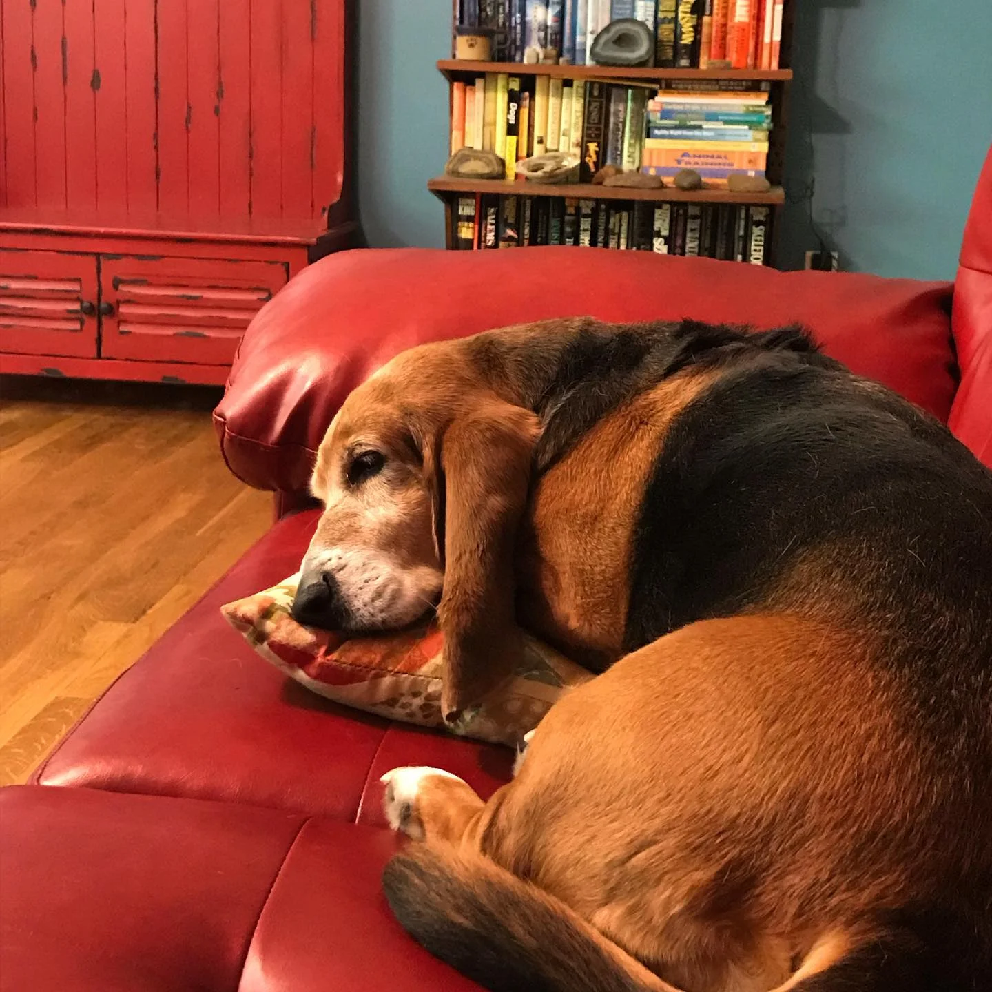 Guests at The Treat Retreat lounge on fluffy beds, can snuggle on the couch with owner, Rebecca Lynch, or play in our playroom. All guests are treated like part of the family.