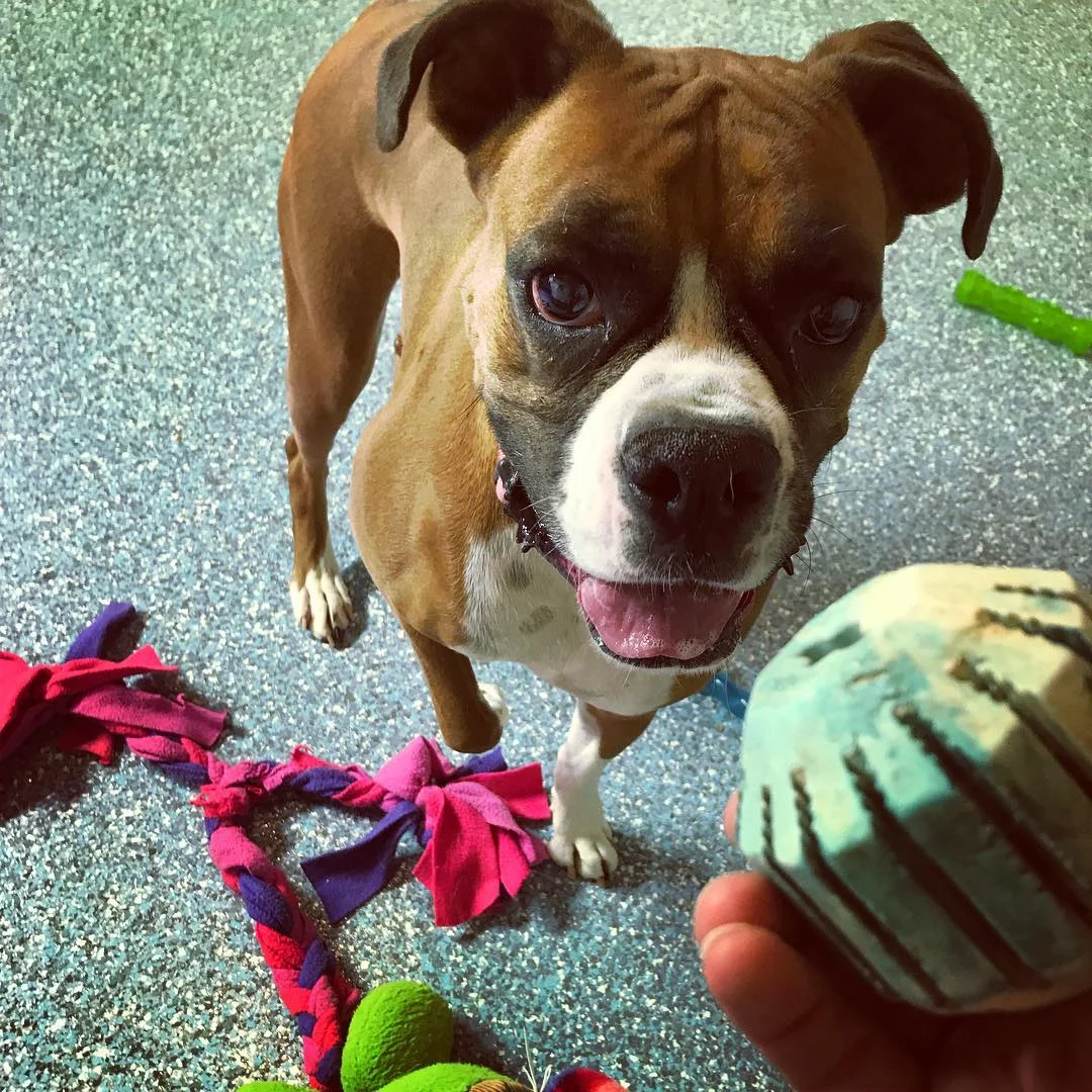 Only a small number of guests stay at the The Treat Retreat at a time. This allows each guest to receive a generous amount of one-on-one attention, playtime, snuggle time and pampering.
