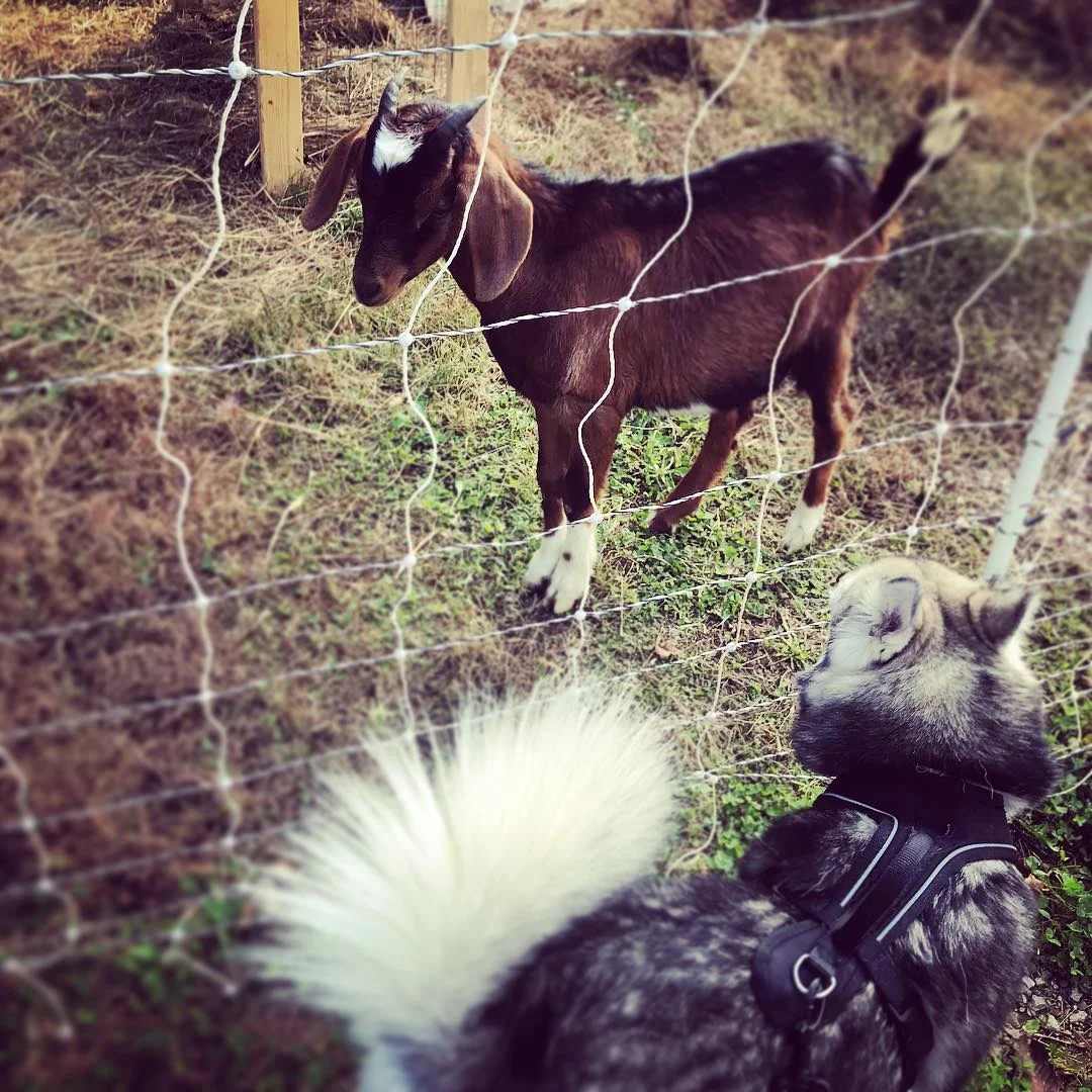 Dogs love visiting with our goats through the fence. We use goats as a chemical-free means of weed and brush control. Our goats, Inky and Wednesday, are just as friendly as dogs and love a good scratch behind the ear.