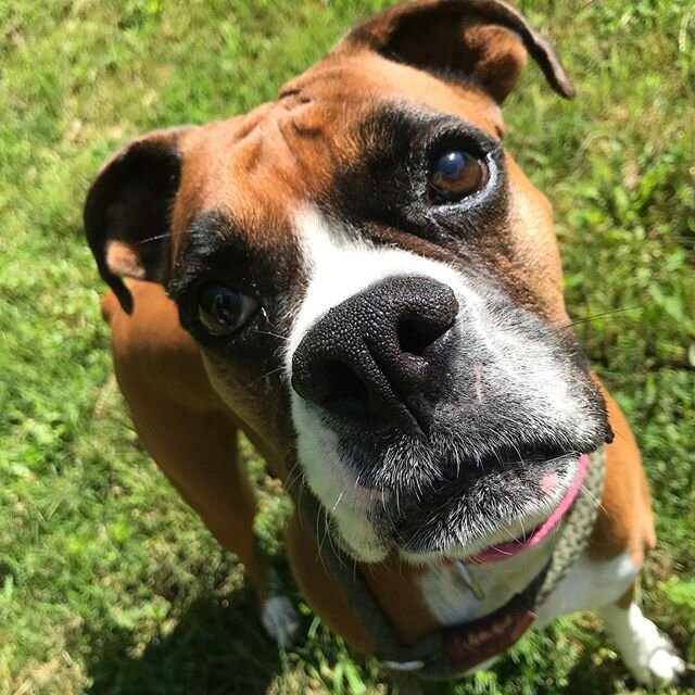 Ruby says morning walks before it gets HOT are the best. She loves to watch the chickens, goats, and pigs! #boxer #happydog