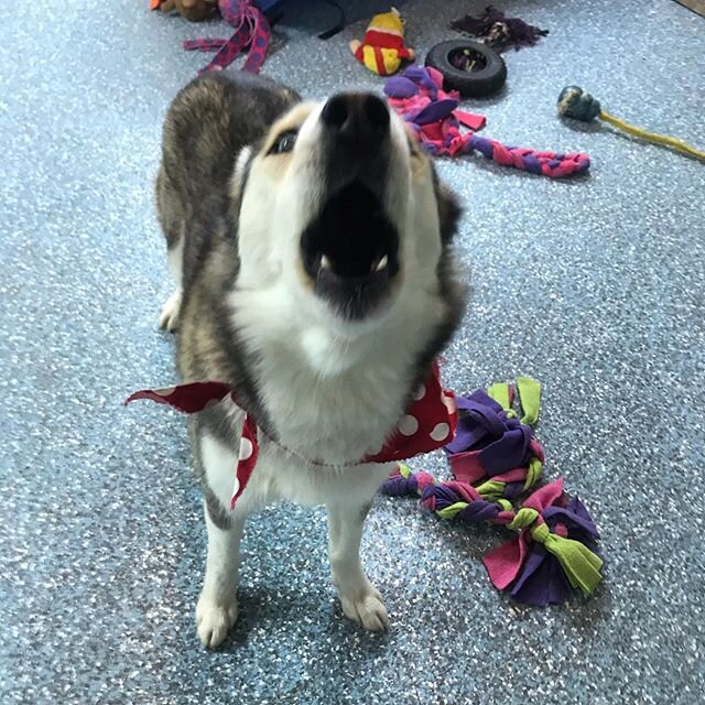 Aurora, being a husky, likes to &ldquo;talk&rdquo;. This isn&rsquo;t a bark, it&rsquo;s husky babble. She has told me her life story. :)