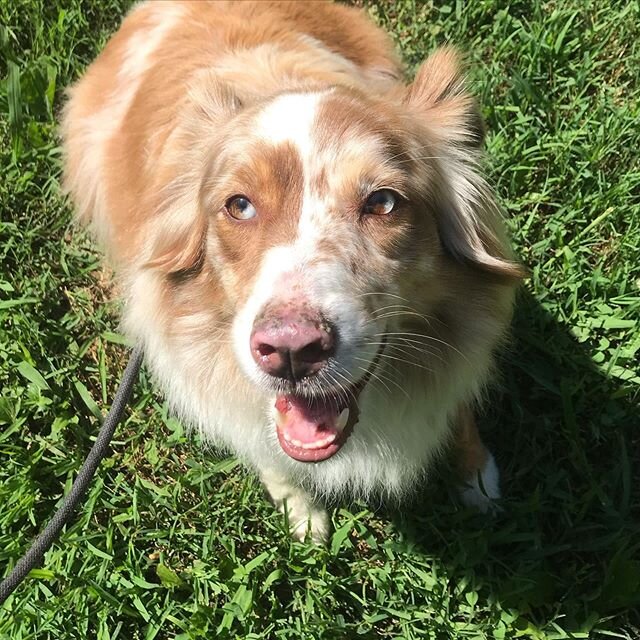 A happy Jilly on a morning walk. #australianshepherd #happydog