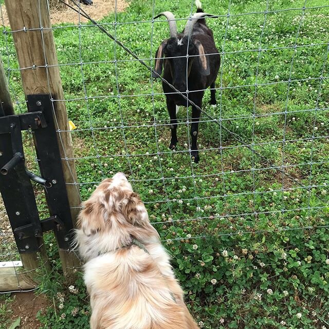Jilly loves visiting the goats! #outforawalk #happydog #australianshepherd #goat