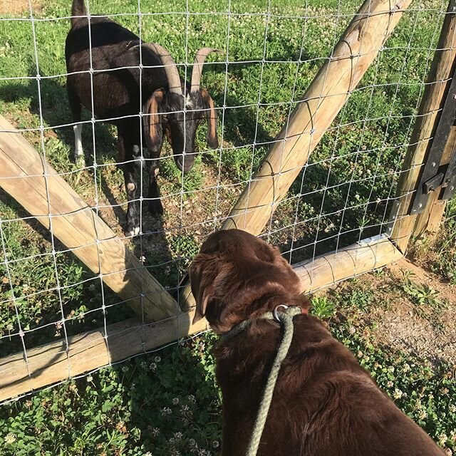 Polly likes visiting the animals here on the farm.