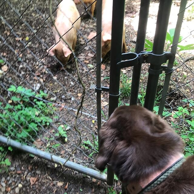 Polly meets the pigs. 
That sounds like a children&rsquo;s book! #funonthefarm #pigs #lab #dogboardingadventures