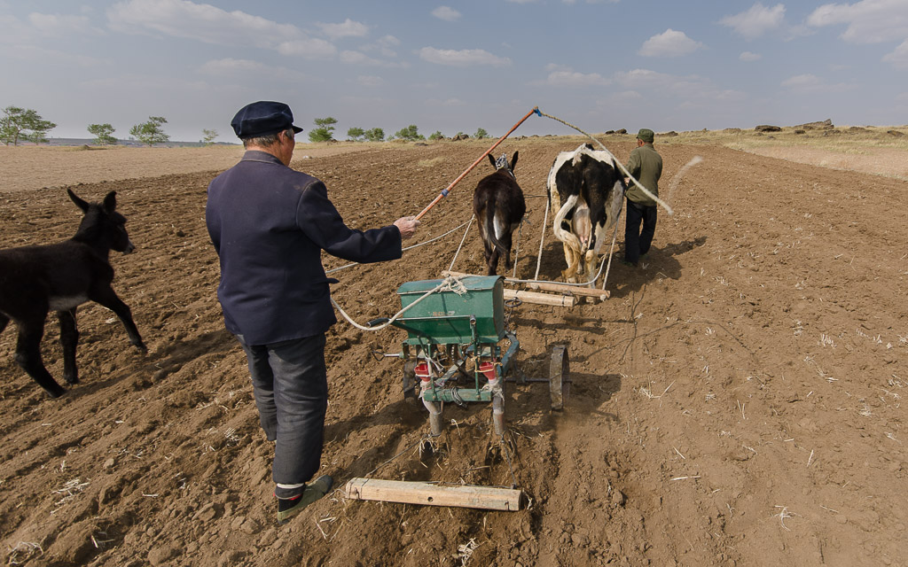 Planting flax seed