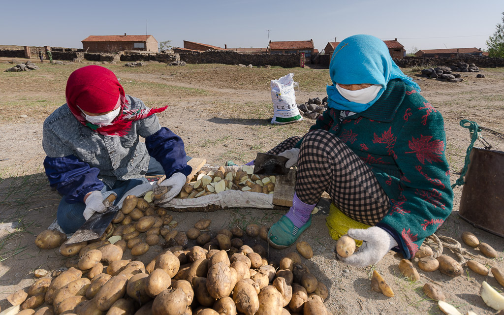 Cutting potatoes into chunks for seeding
