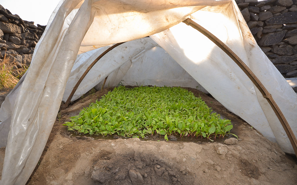Sugar beet seedlings