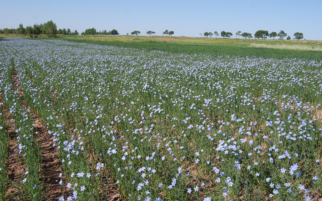 Field of flax