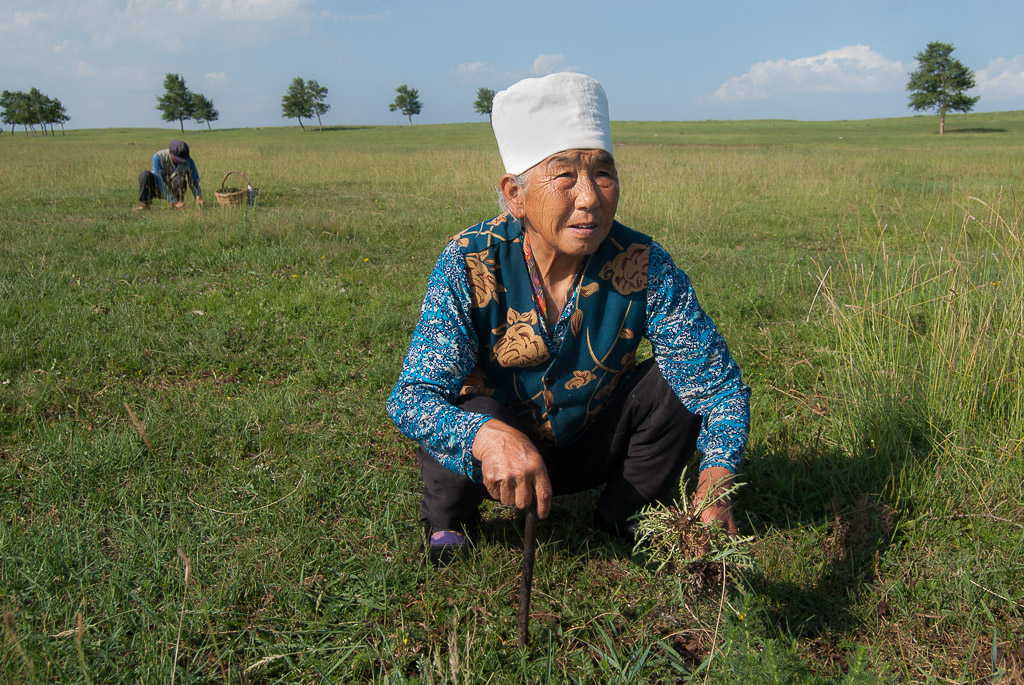 Collecting dandelion greens