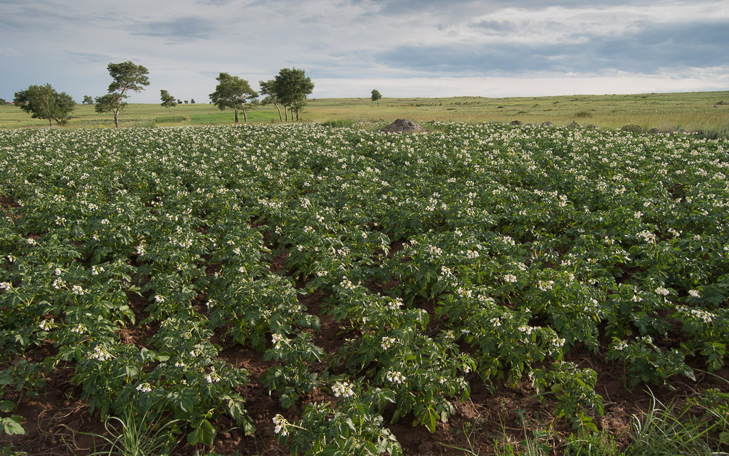Potatoes