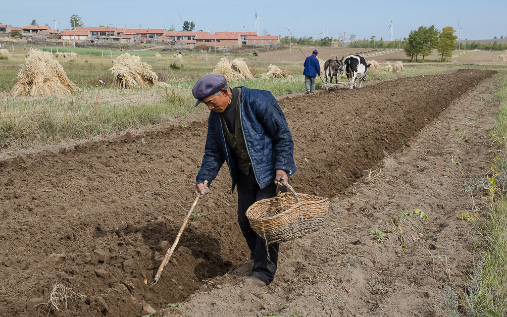 Second plowing to unearth the last potatoes