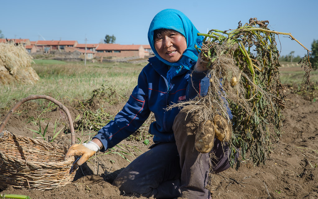 Potato harvest