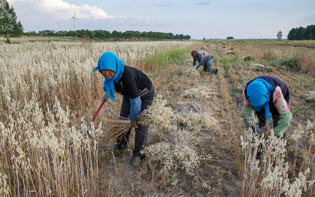 Cutting oats with scythes and binding sheaves