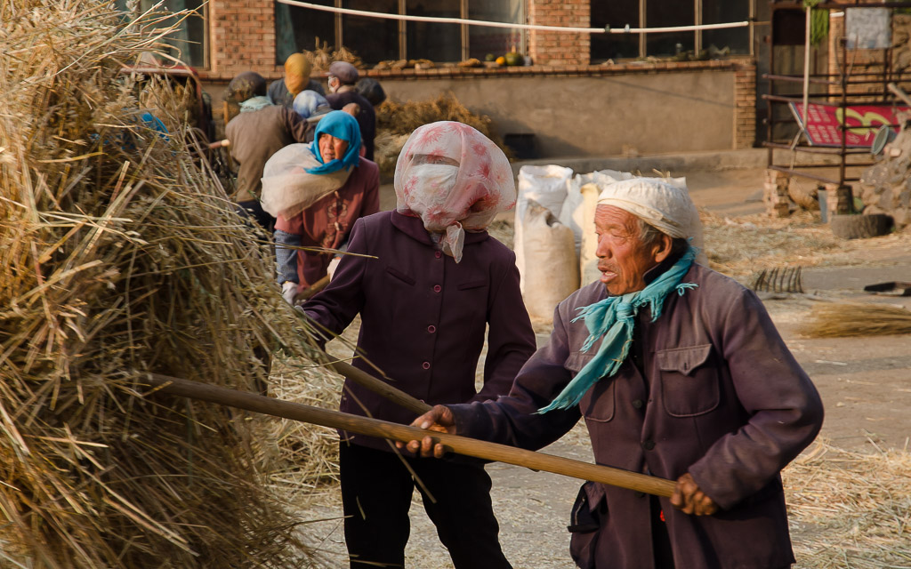 Threshing day: Forking oat straw into the hold for winter fodder