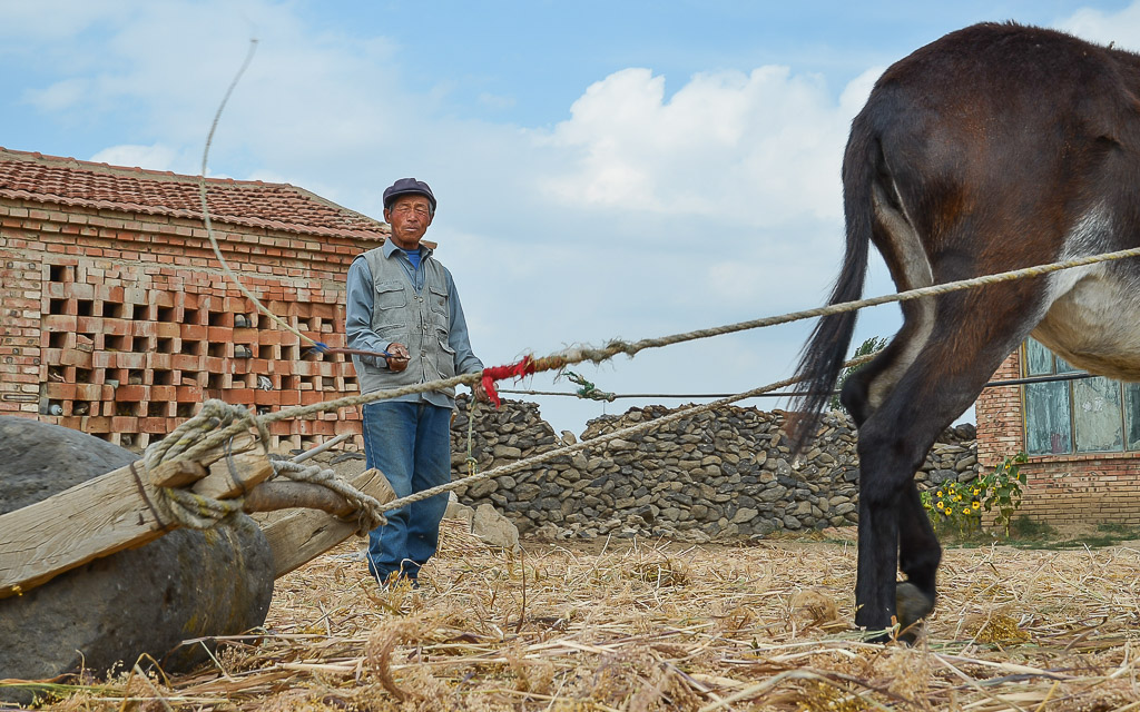 Threshing millet with a donkey-drawn threshing stone