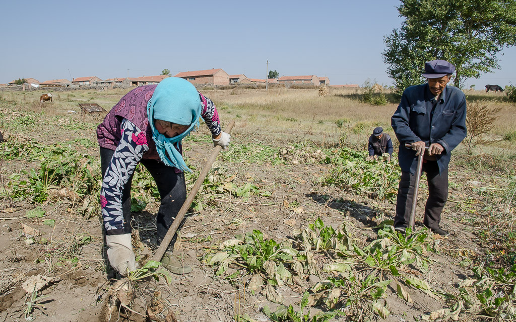 Digging up sugar beets