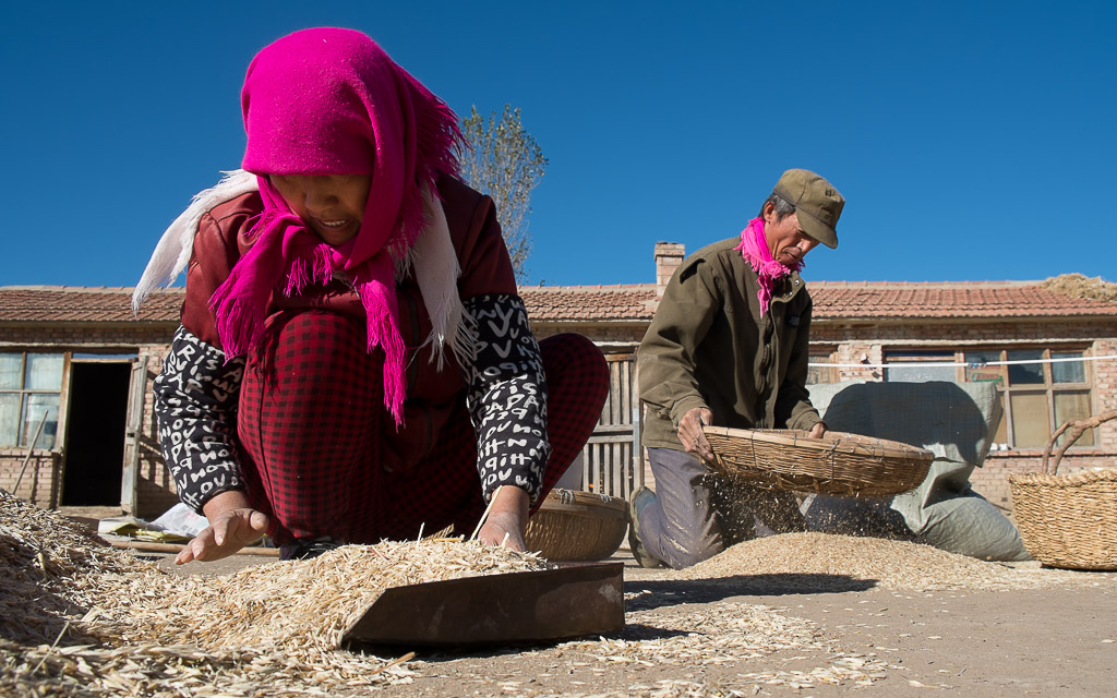 Hand screening the last piles of oat and chaff