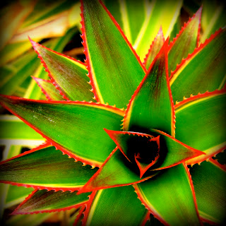 pineapple+plant.jpg