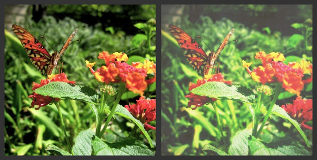 butterfly2+before%2526after.jpg