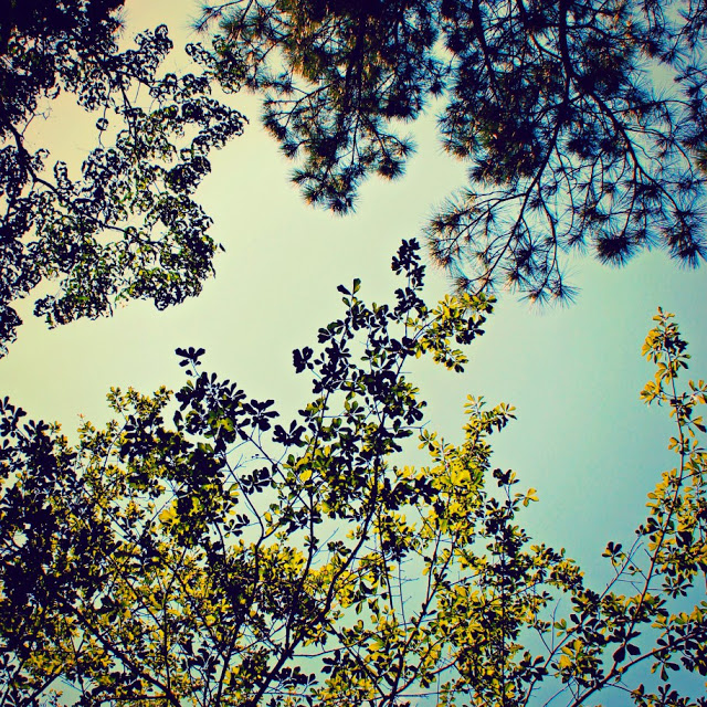 trees+%28smaller%29.jpg