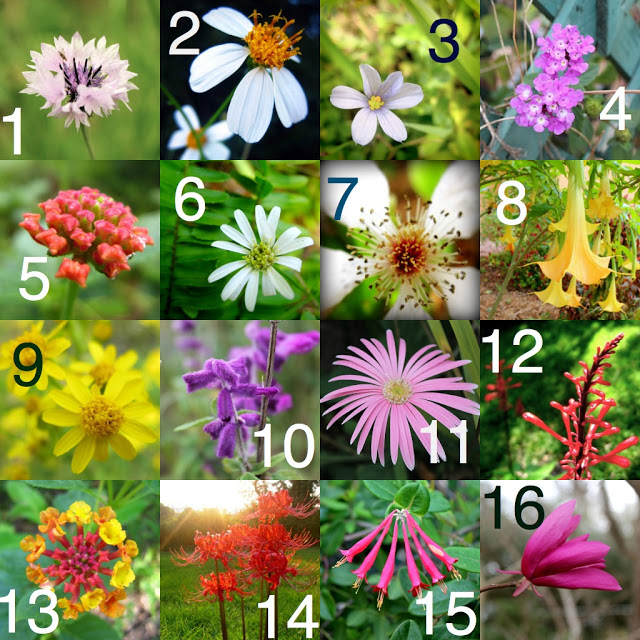 unidentified+flowers.jpg