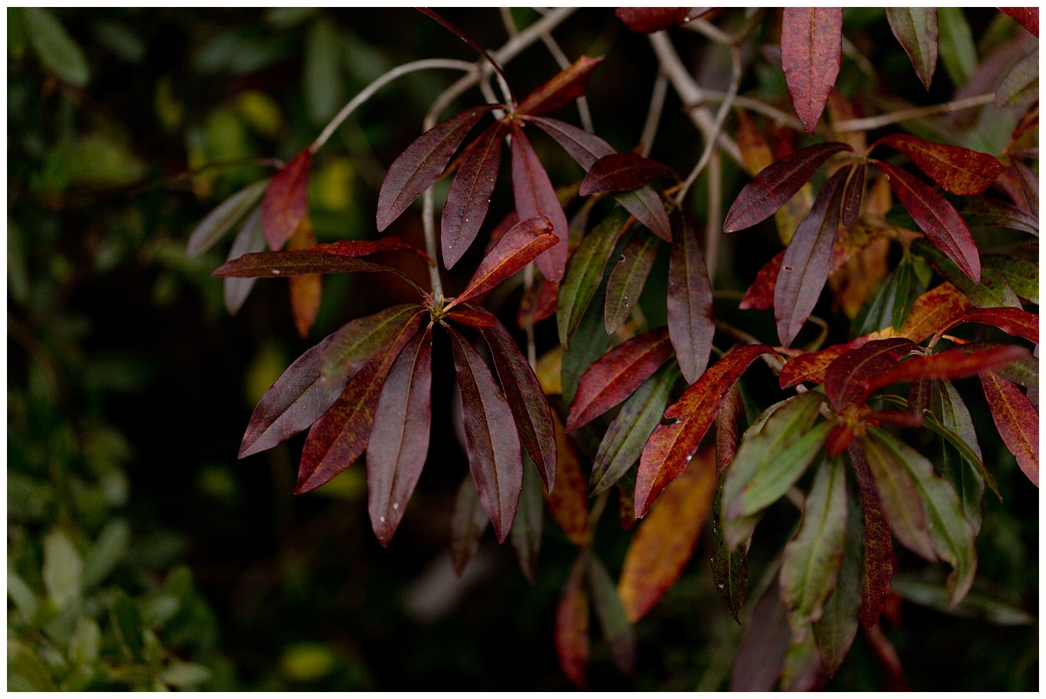 autumn leaves in Ocean Springs, Mississippi