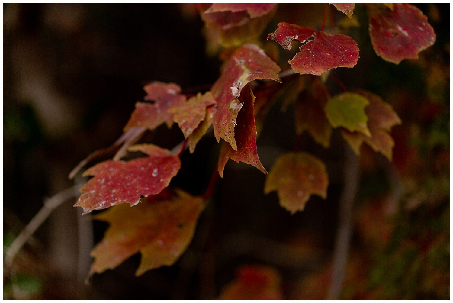 Ocean Springs autumn leaves photo