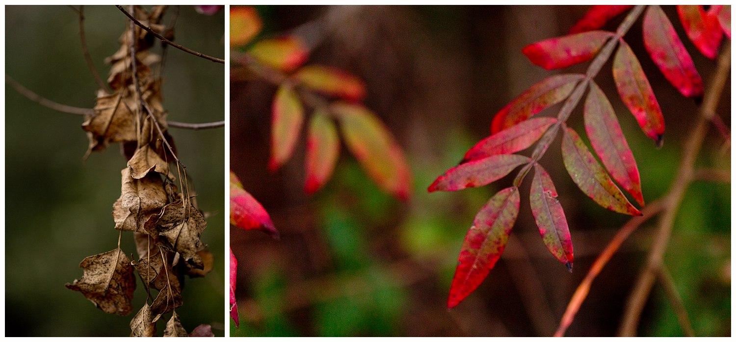 red and brown leaves in Ocean Springs, MS