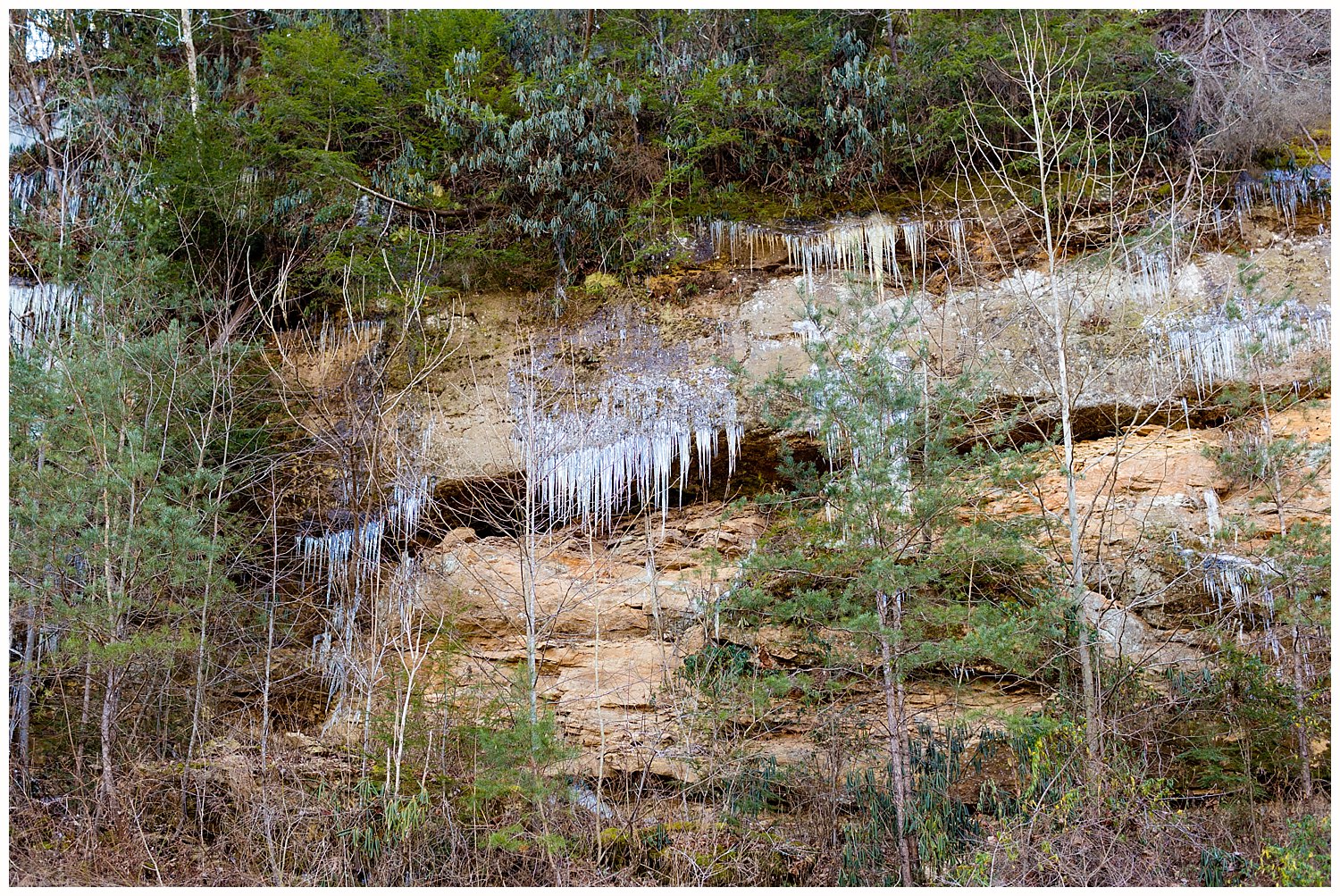 icicles in Laurel Curves