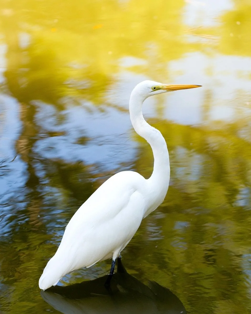 Just got to hand deliver these prints to their new home and I can&rsquo;t wait to tell (and show) you more! 🤩🖼️

#uninventedcolorsetsy #iloveos #mymississippi #calledtobecreative #missmadeart #shopsmall #shoplocal