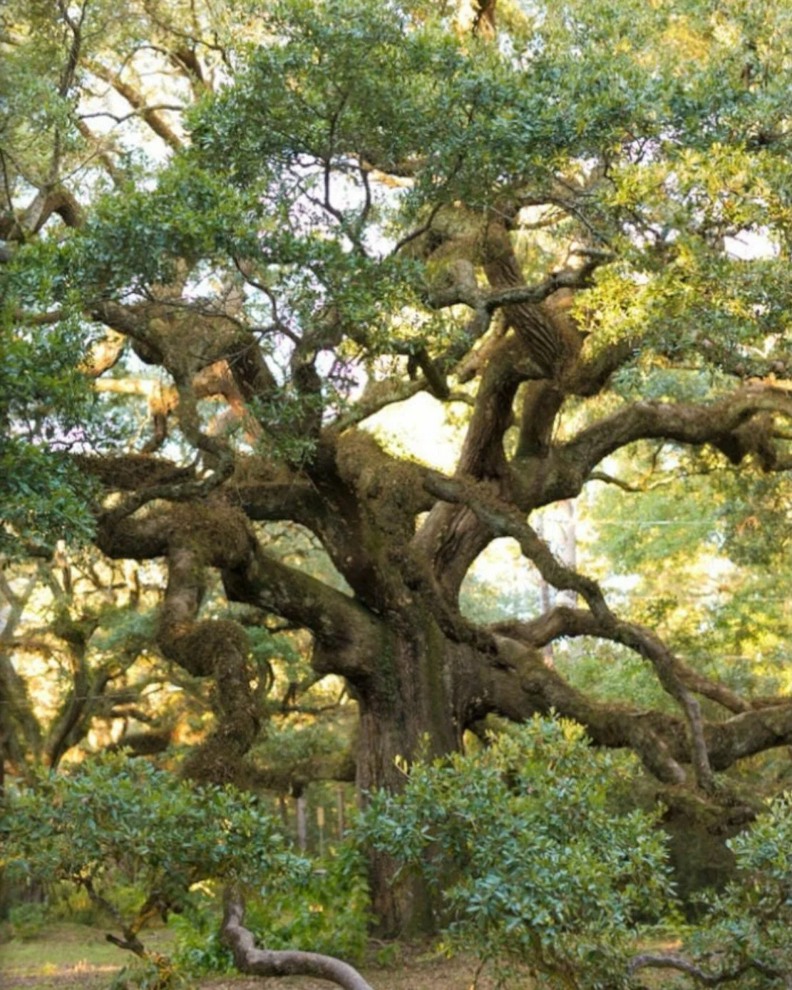 This beautiful live oak print is en route to a new home today! 📸 

#uninventedcolorsetsy #shopsmall #liveoaktree