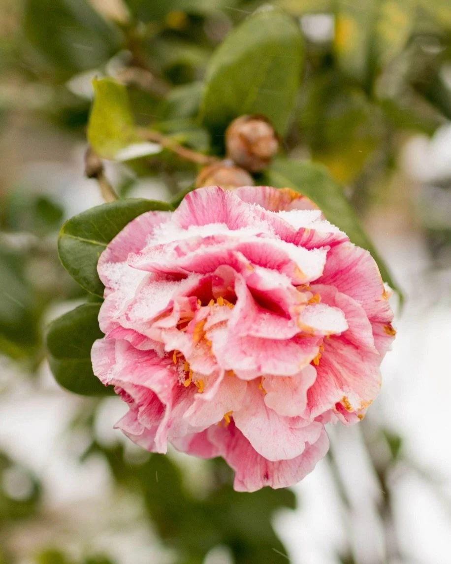 Adding a couple prints to the #uninventedcolorsetsy shop in honor of the 1-year anniversary of that wild Mississippi snowstorm. ❄️📸🌸