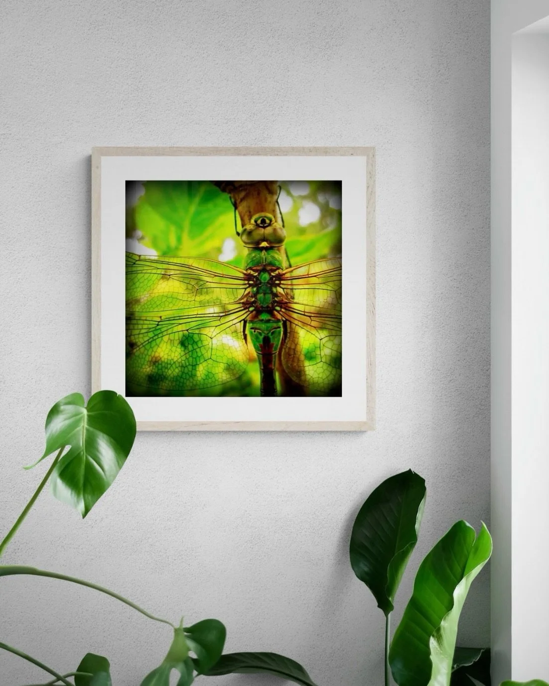 This dragonfly print is en route to Colorado today! 📸 #uninventedcolorsetsy 

#dragonfly #shopsmall #etsyseller #missmadeart