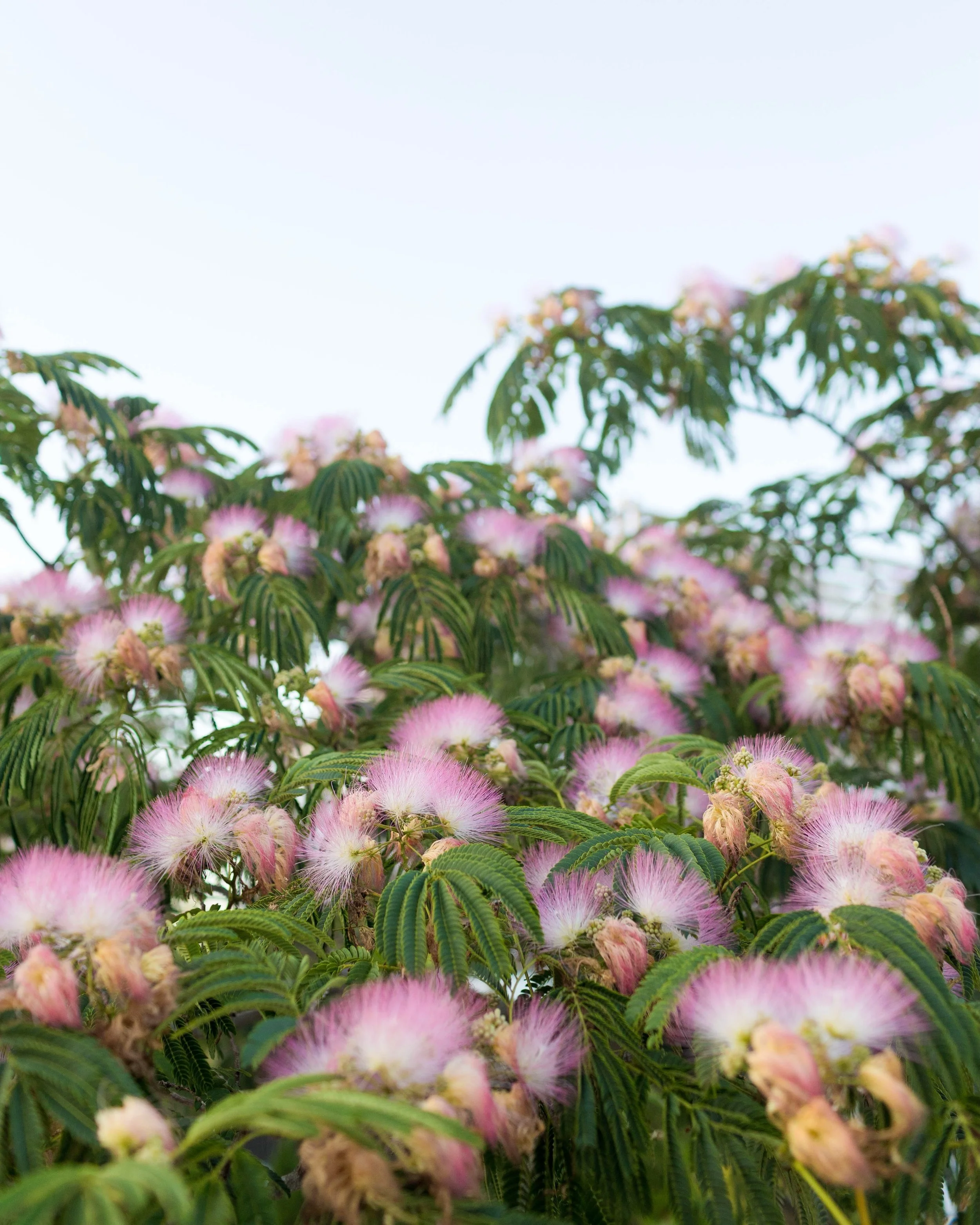 It&rsquo;s National Mimosa Day! 🍊🥂

Did you know the cocktail was named after the Australian mimosa plant, which has bright yellow blooms (and is completely different from the beautiful but invasive mimosa TREE pictured here)? 🙃

In any case, whil