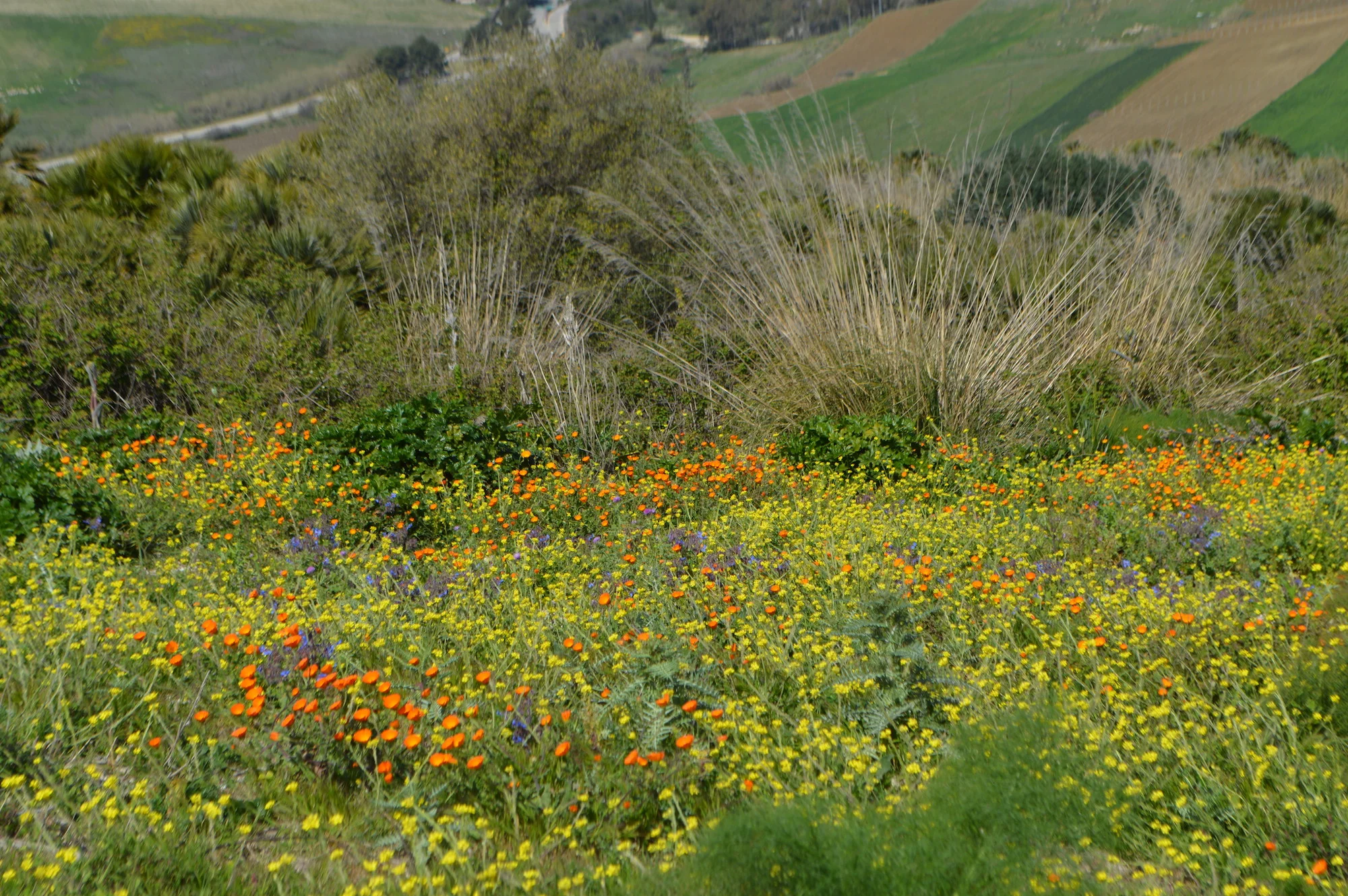 Sicilian spring_low.JPG