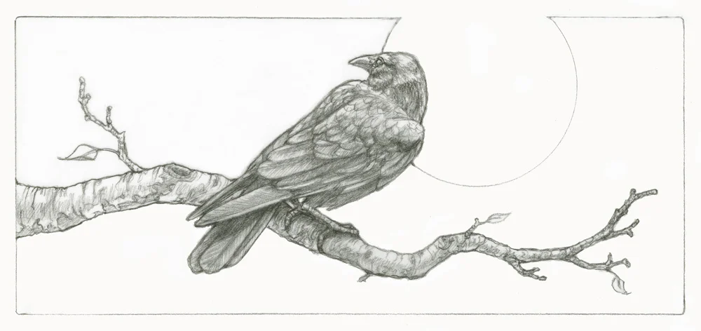 crow 01.jpg