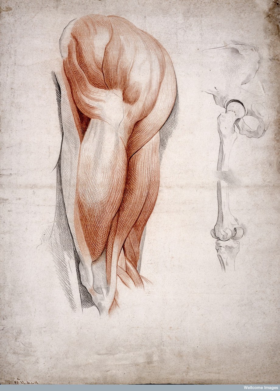 The Bones and Muscles of the Hip and Thigh, 1841 (Wellcome Library).