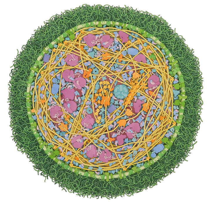Mycoplasma mycoides