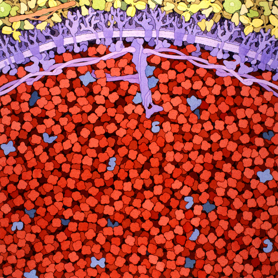 Red Blood Cell