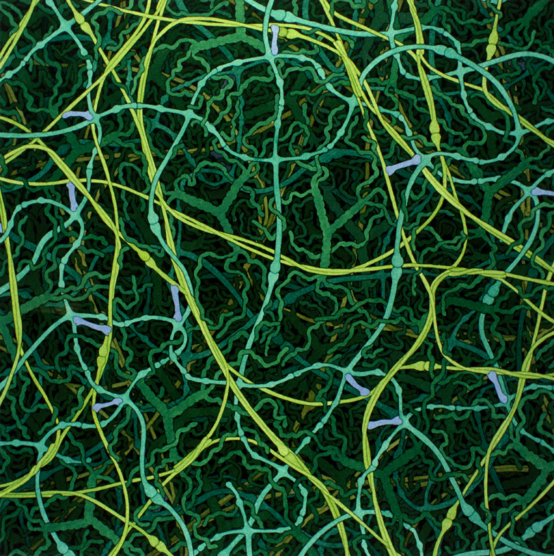 Basement membrane