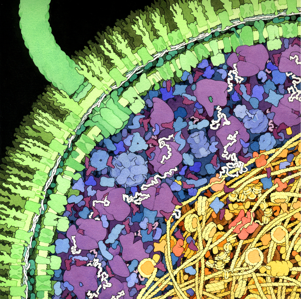 Ecoli