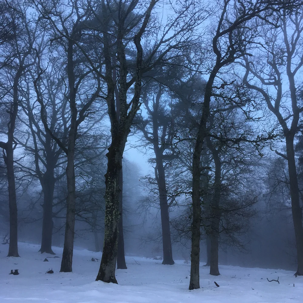 Misty morning with snow- it looked so other-worldly.