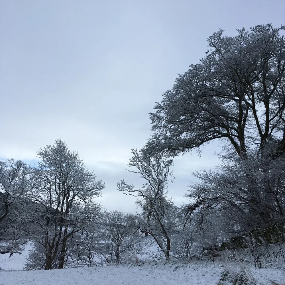 This line of trees doesn't usually grab my attention, but it looks spectacular with snow covering it.