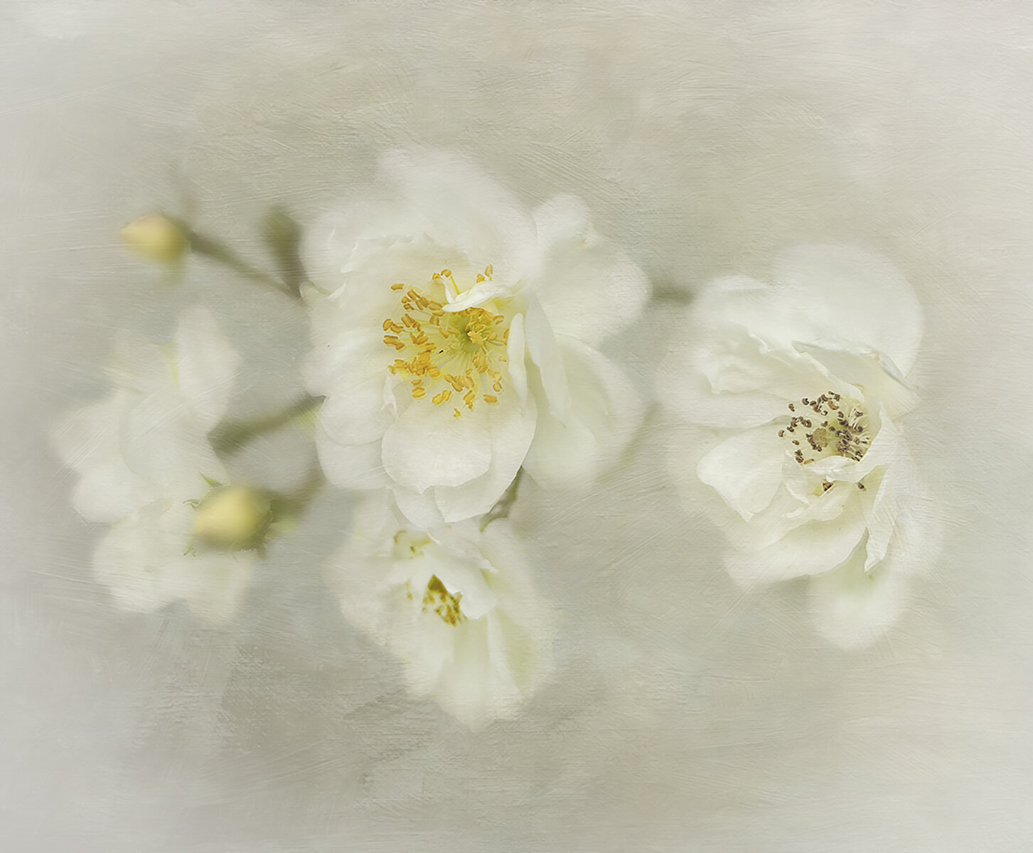 B.Duck.R1.White Rose.E.McCausland.jpg