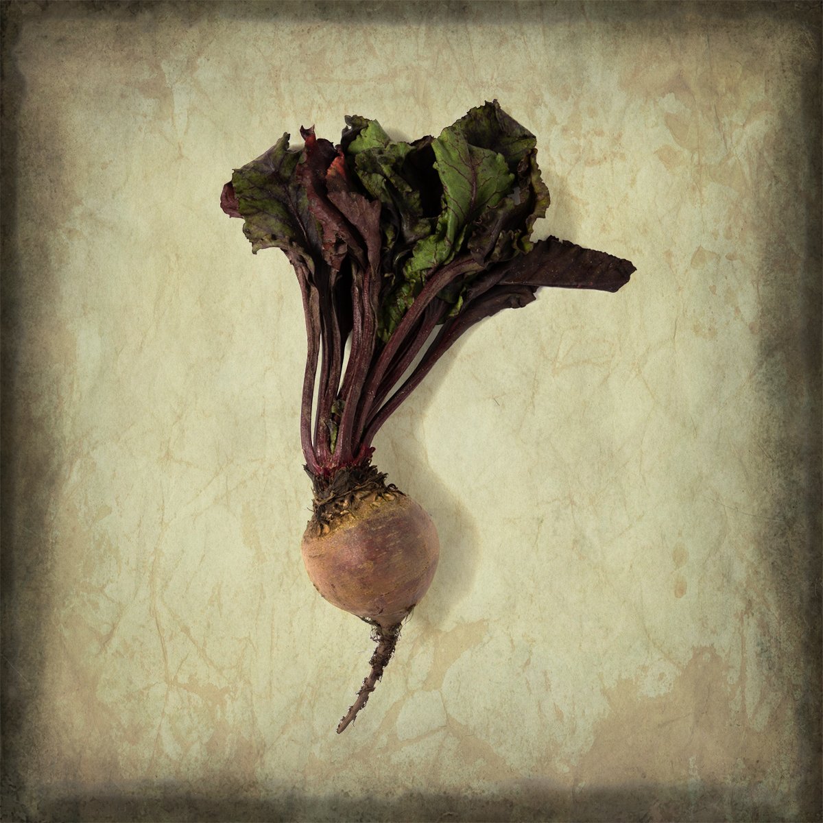 B.Duck.R1.Beetroot.Brian McCaw.jpg