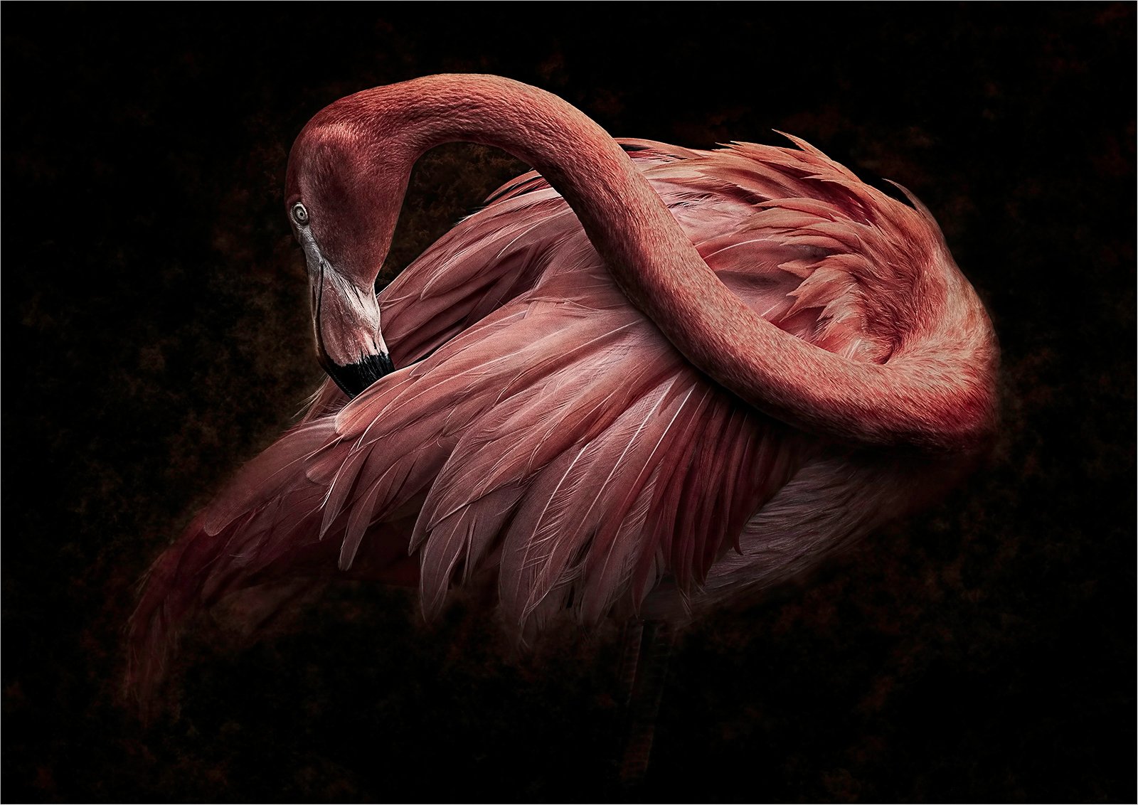 Flamingo Colour Principle Ged Lydon.jpg
