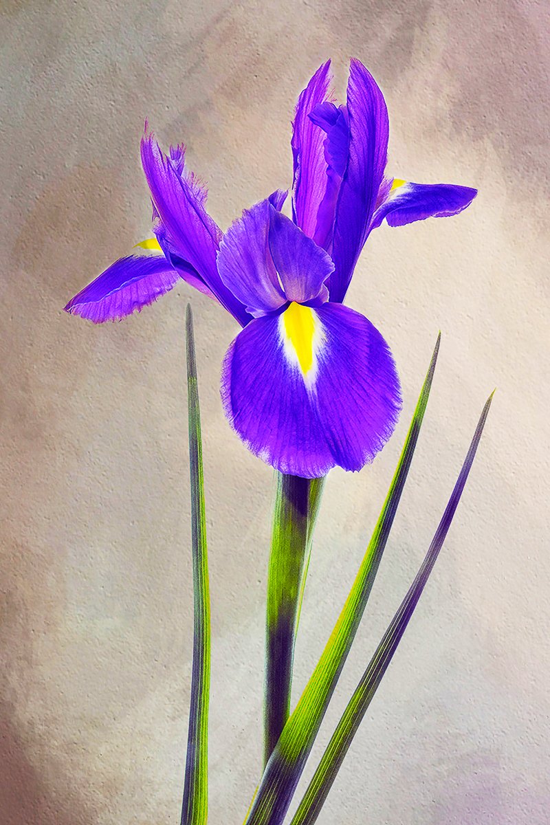 Colour_NIPAR5_My Iris_Dympna Heaghney_Principal.jpegjpg.jpg