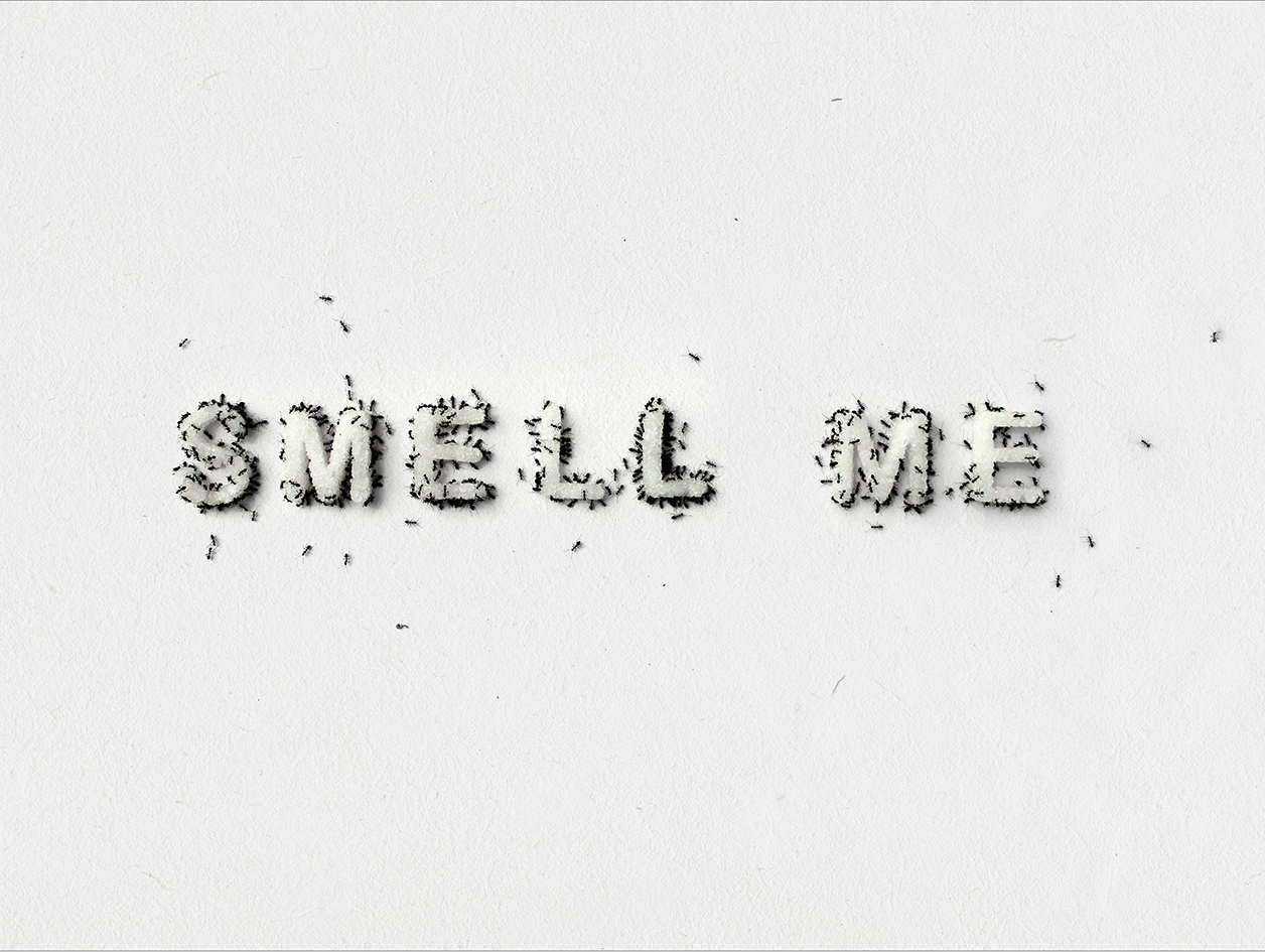  Christine Kettaneh,  SMELL ME , 2016, ed.1/4, photograph on cold press bright paper, 24X32 cm. 
