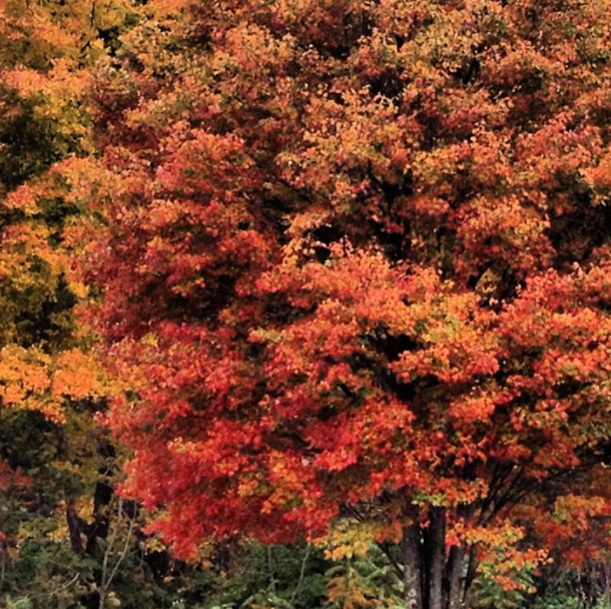 Leaf peaping